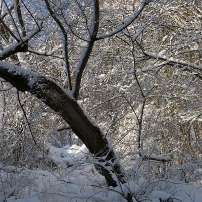 Winter Impressionen 22